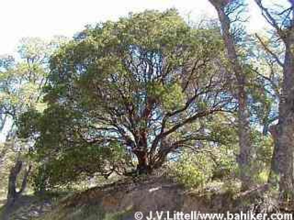 Manzanita photo