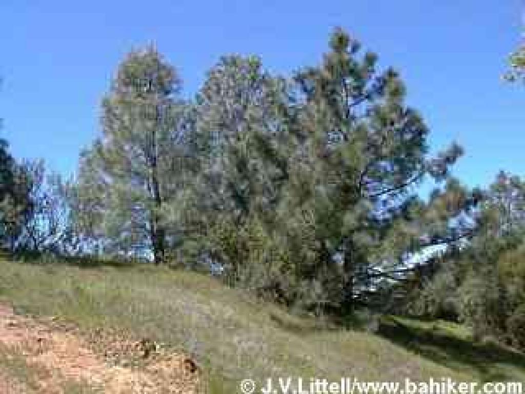 Coulter pines photo