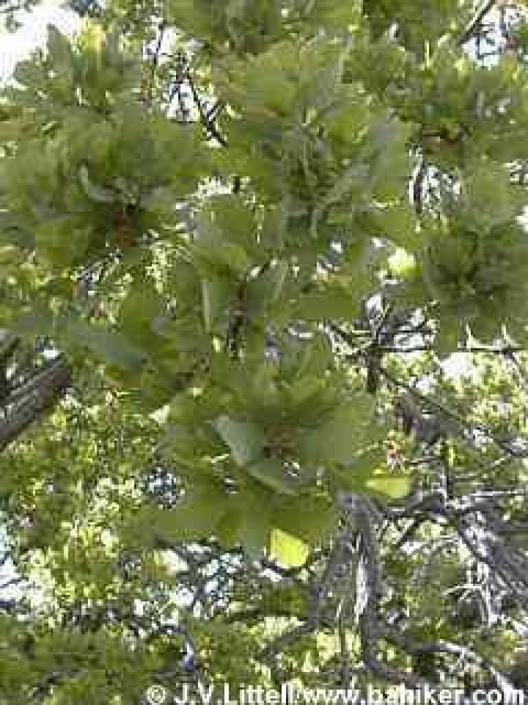 Blue oak photo