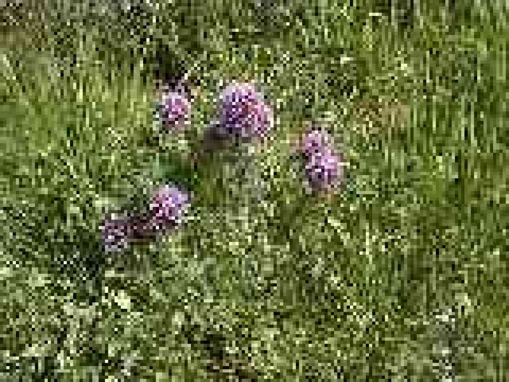 Owl's clover