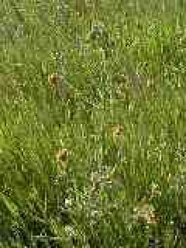 Fiddlenecks