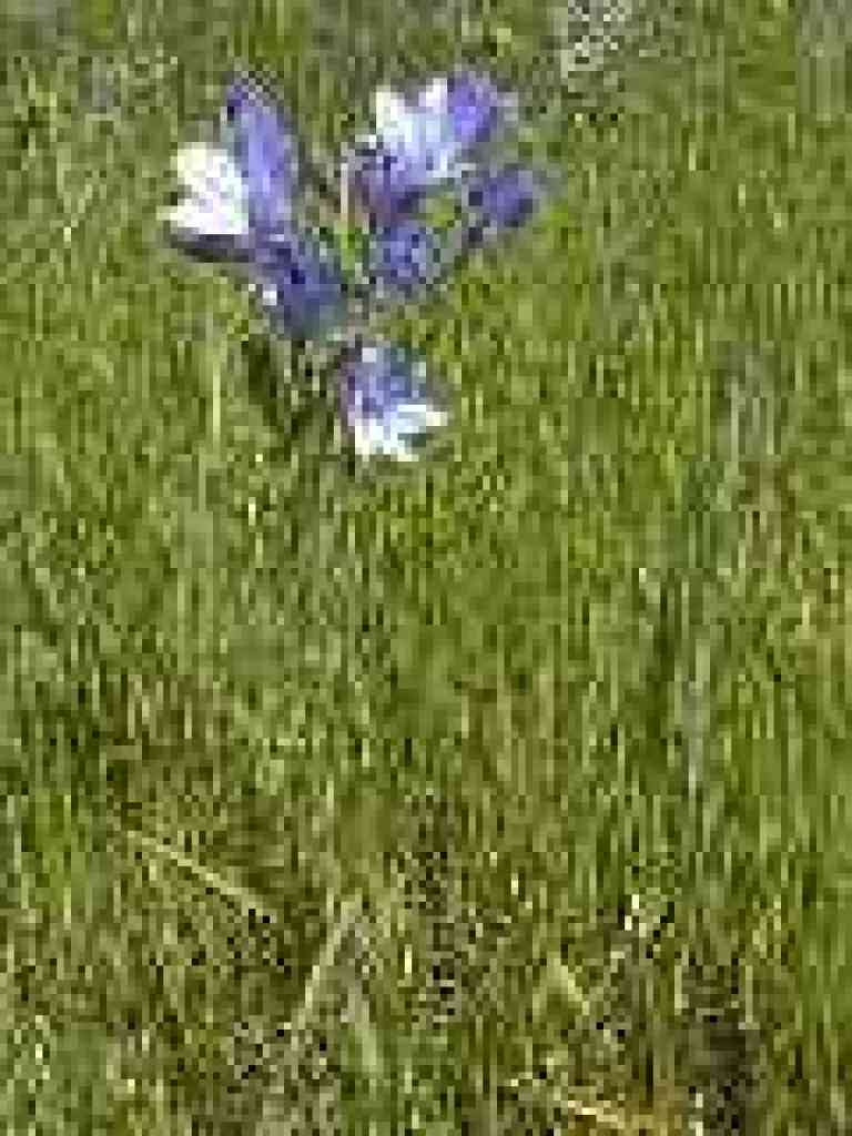 Ithuriel's spear