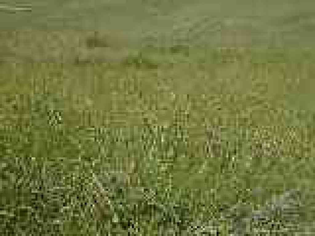 Carpets of fiddlenecks