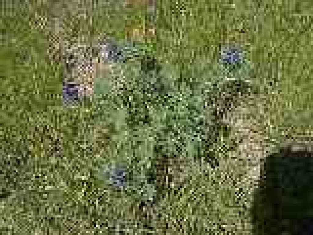 Lupine