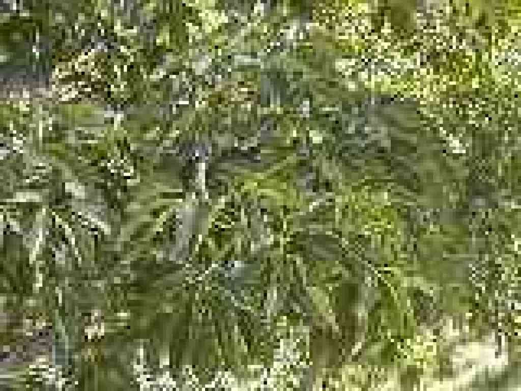 Buckeye