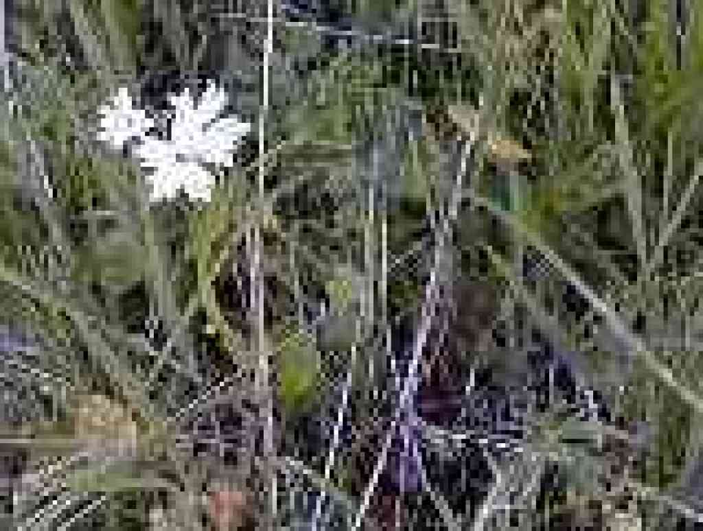 Woodland star