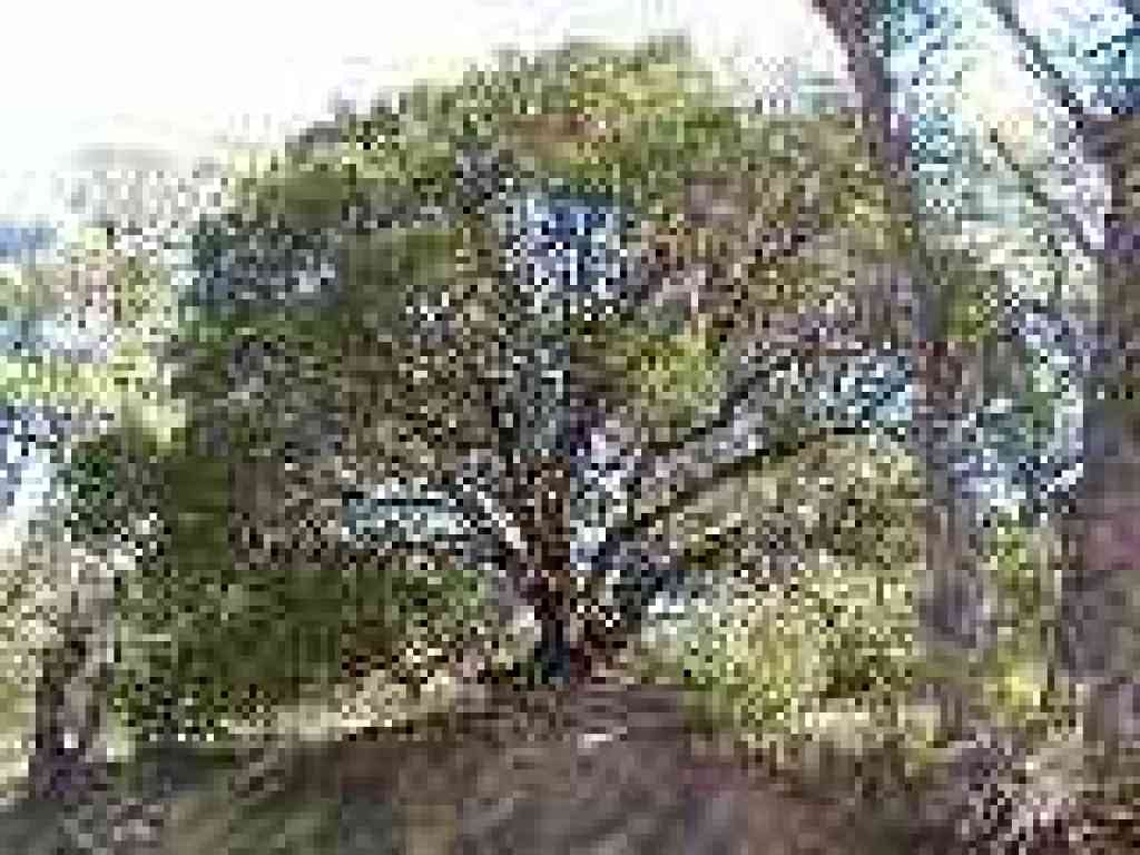 Manzanita