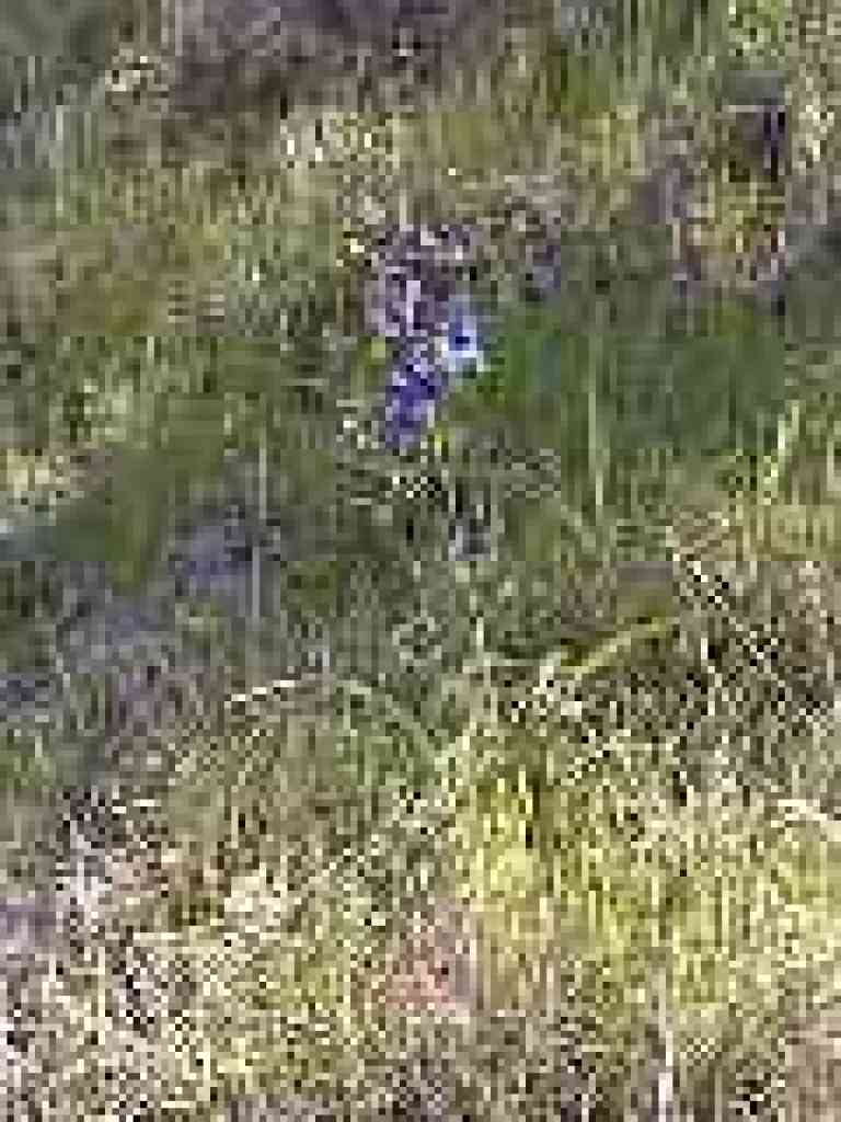 Larkspur