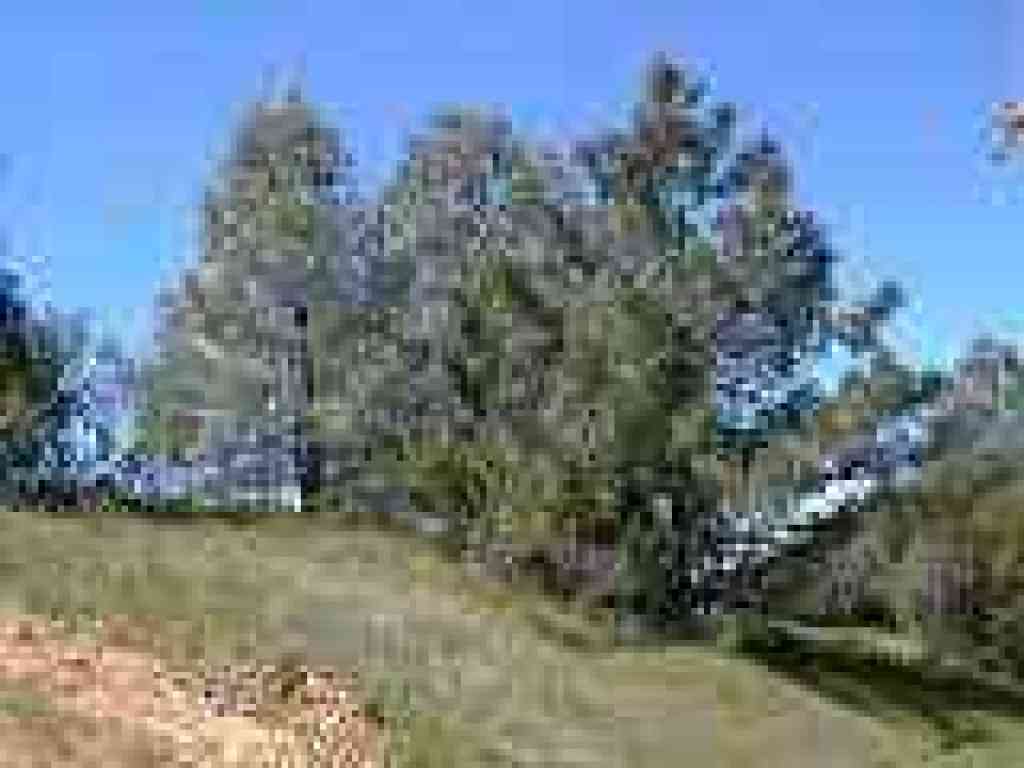 Coulter pines