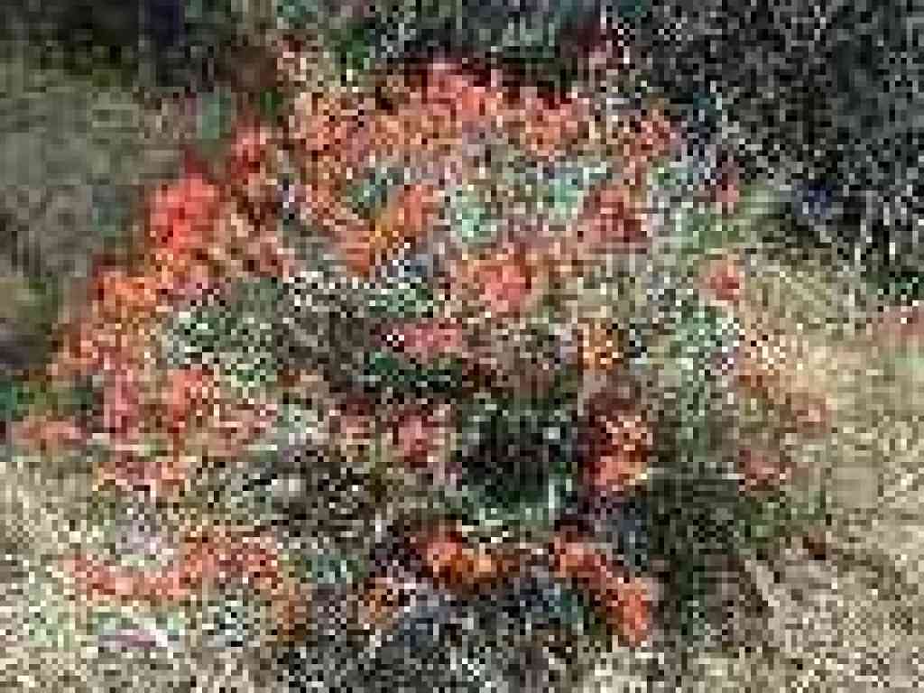 Paintbrush