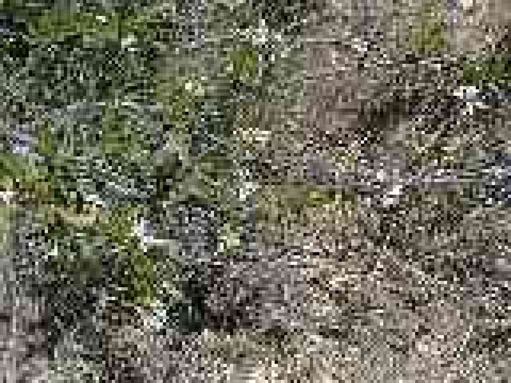 Yerba santa