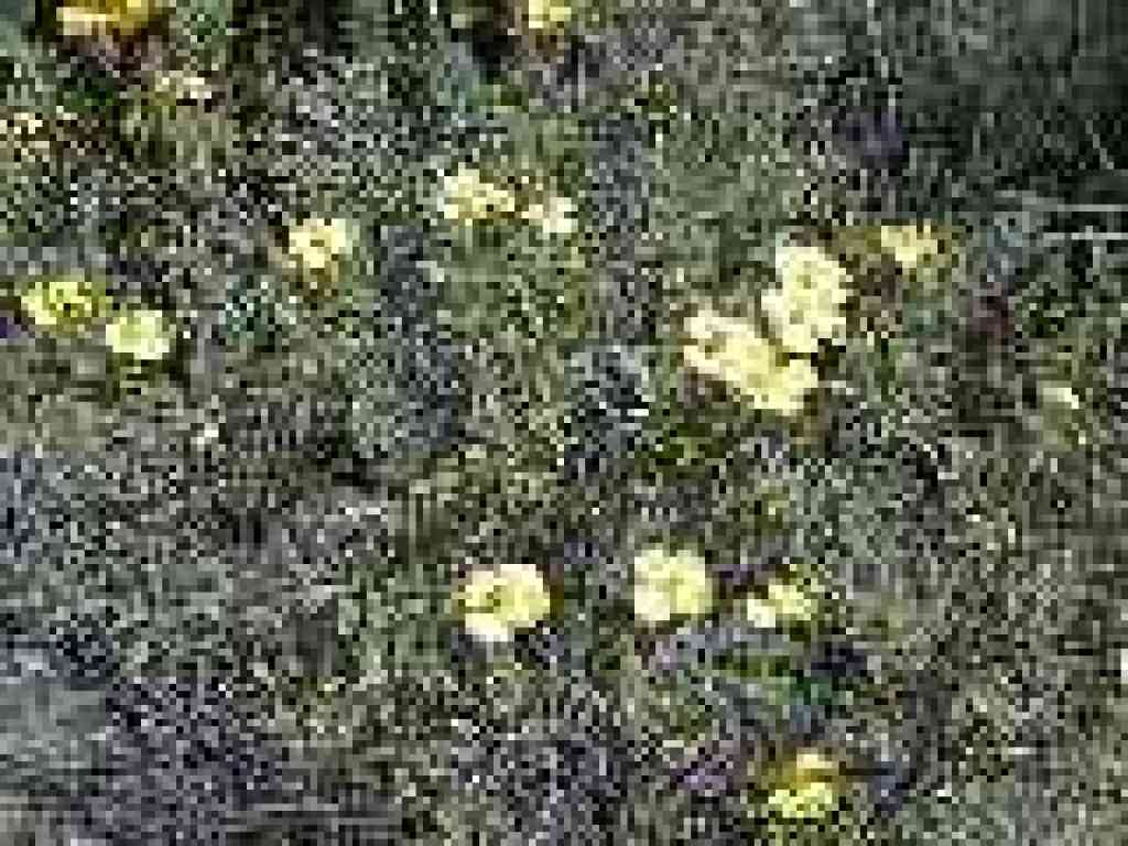 Bush poppy