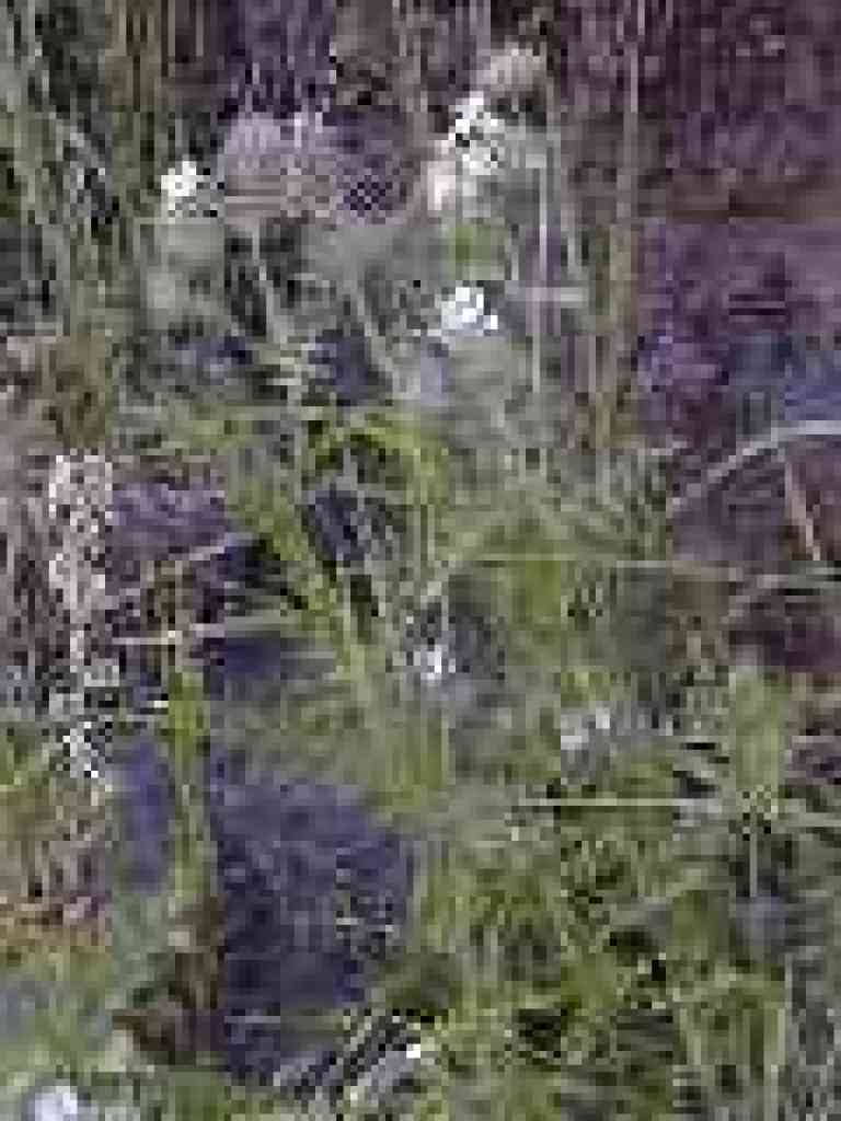 Branched phacelia