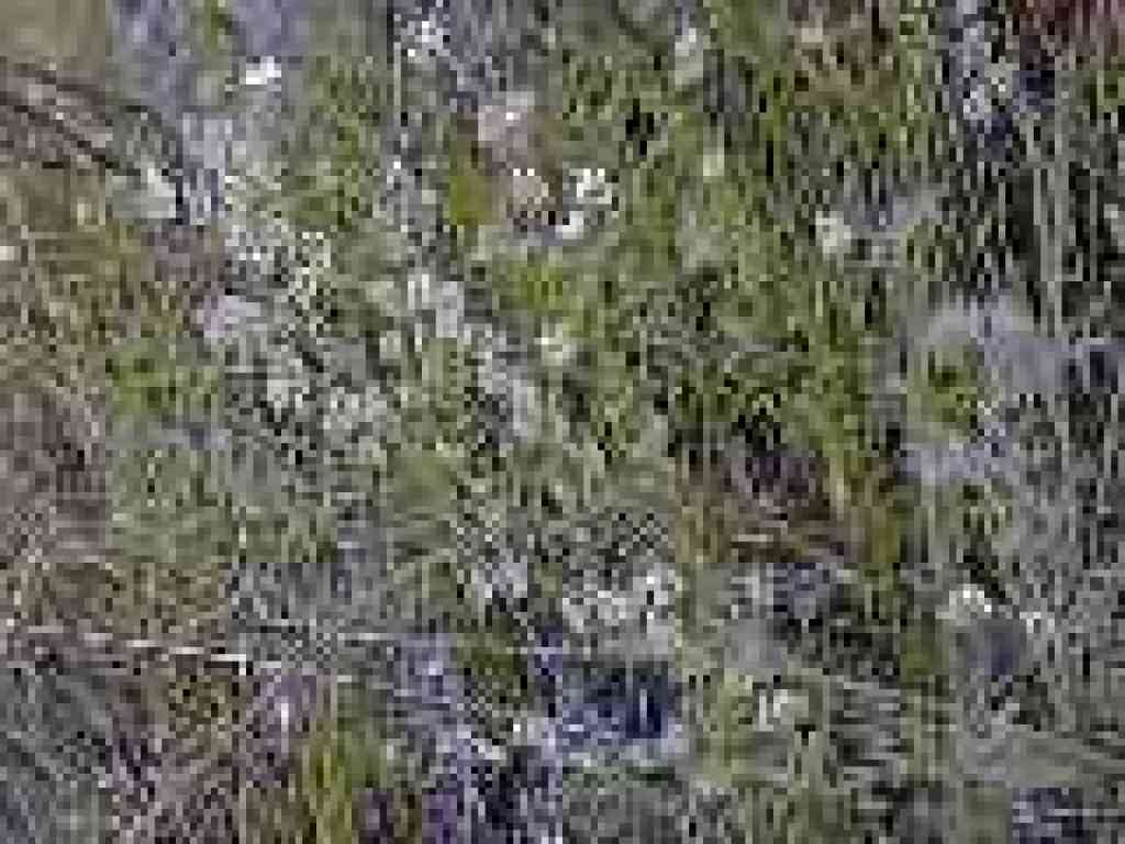 Hairy fringepod