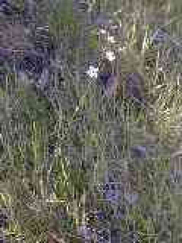 Woodland star