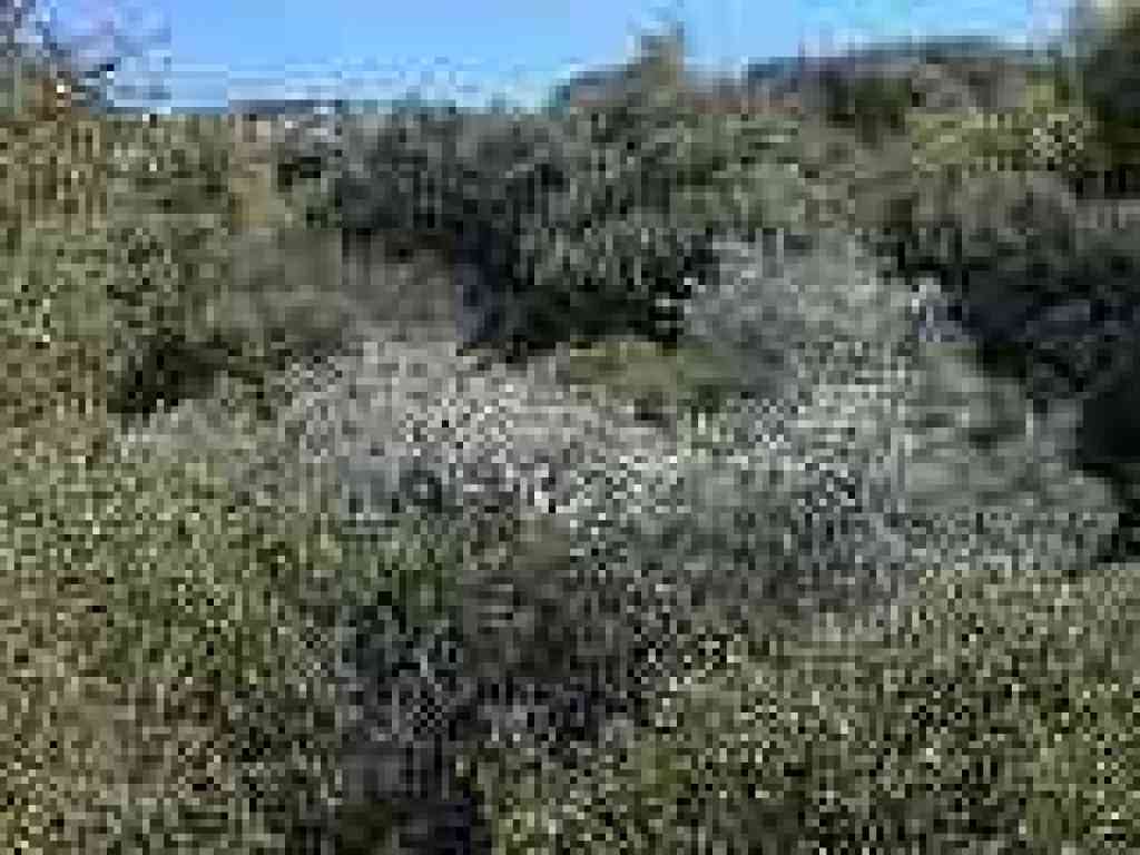 Blooming buckbrush