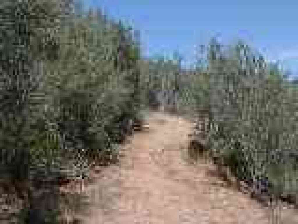 Manhattan Canyon Trail