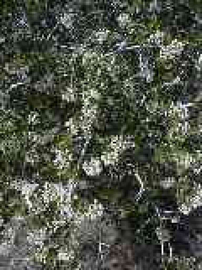 Buckbrush