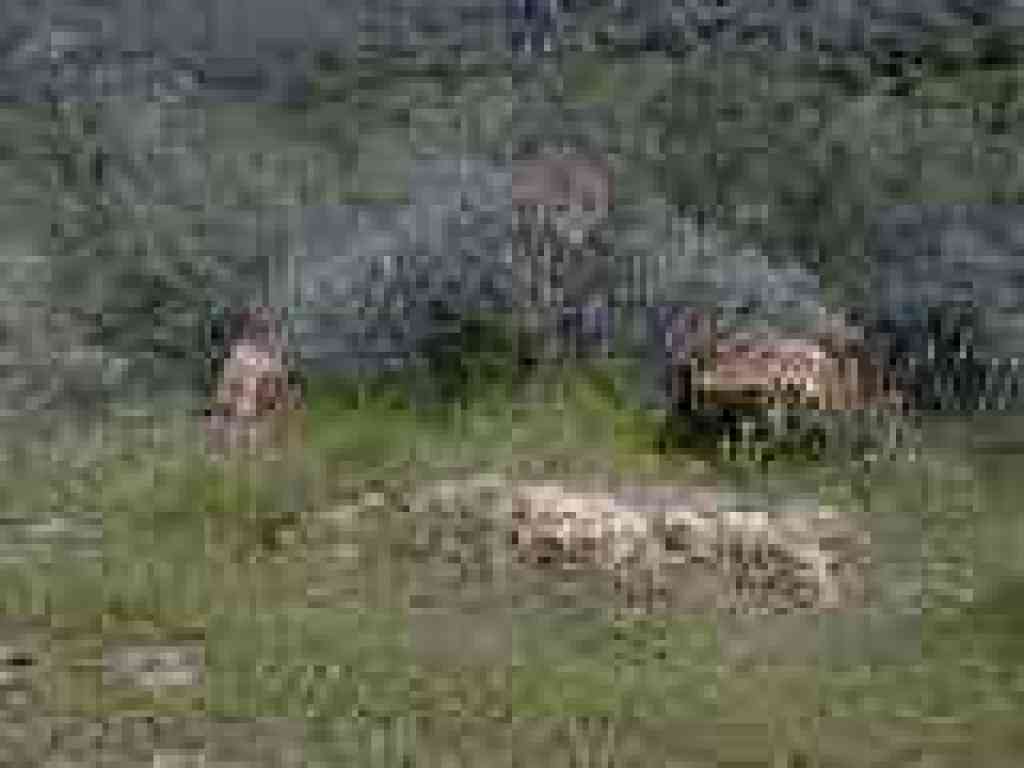 Sagebrush