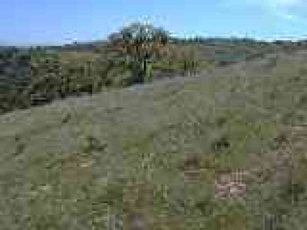 Bluedicks in grassland