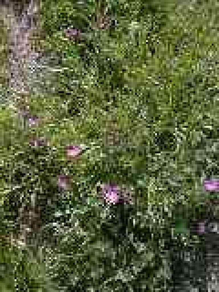 Redmaids