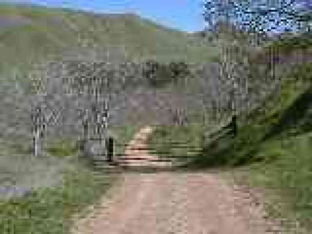 Cattle gate