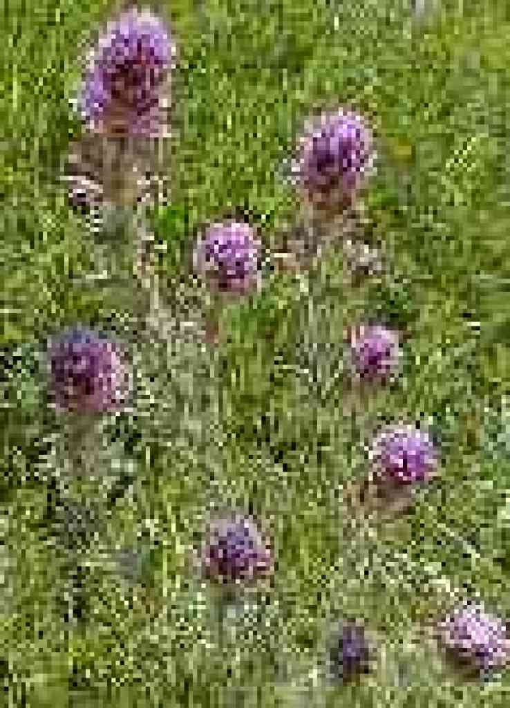 Owl's clover