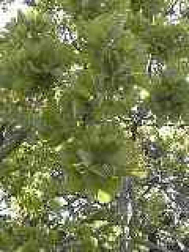 Blue oak