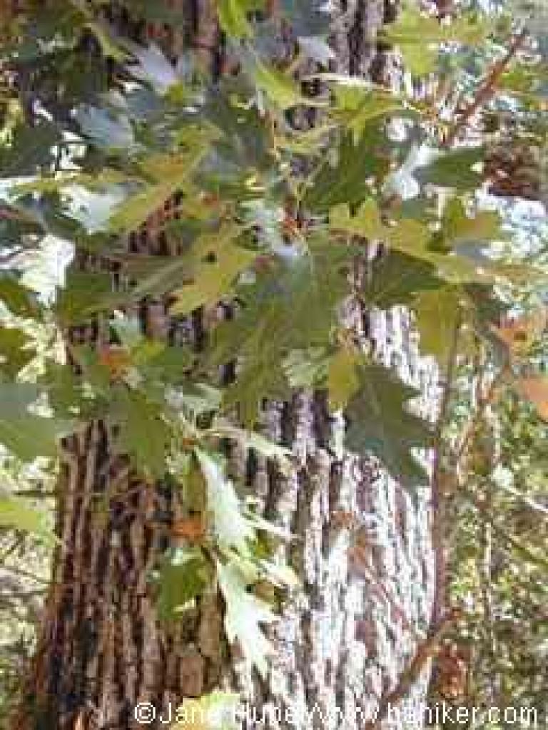 Black oak