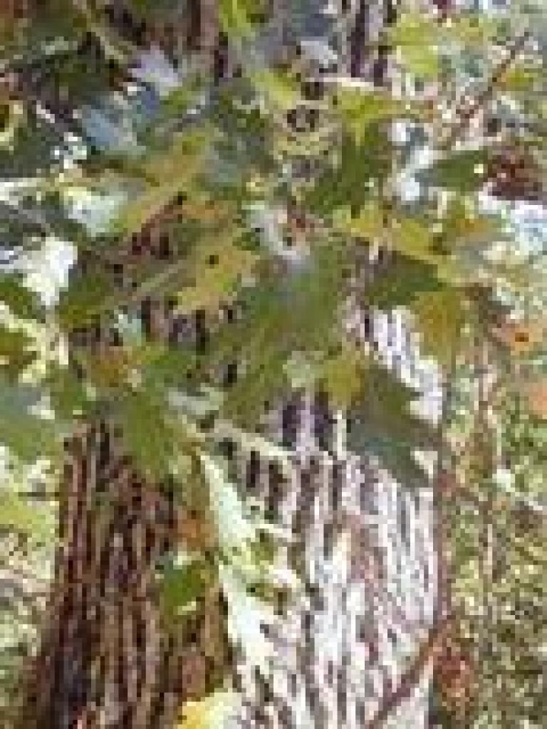Black oak