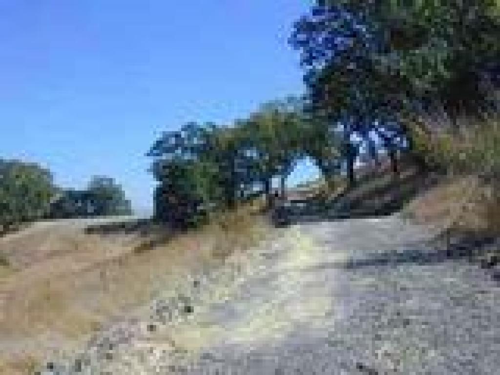 Oaks begin to thin