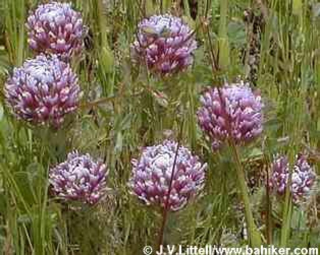 Owl's clover photo