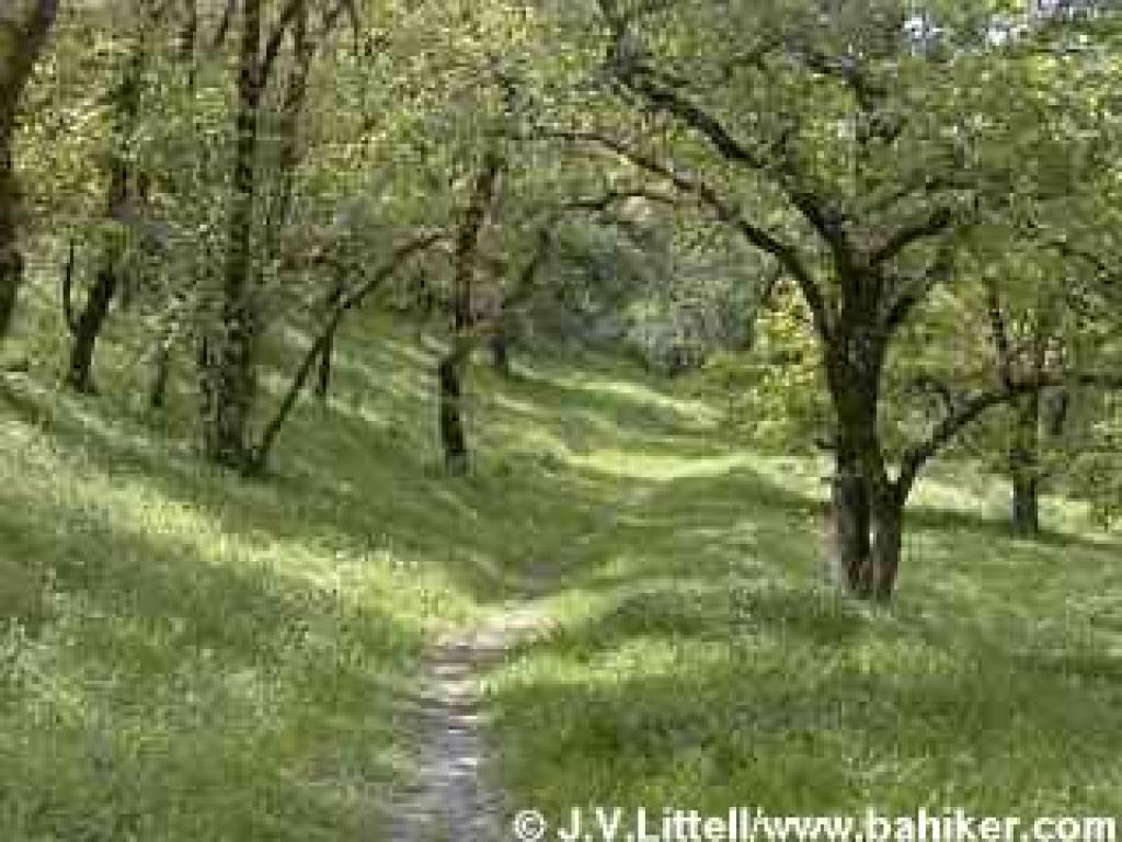 Stream View Trail