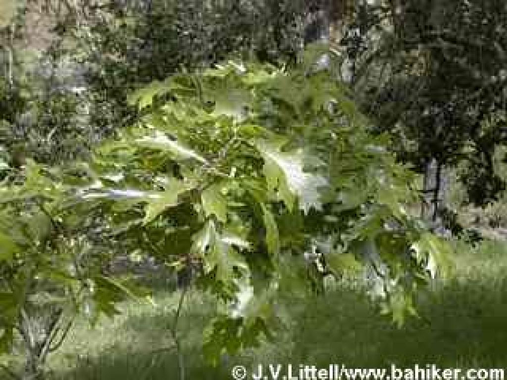 Black oak photo