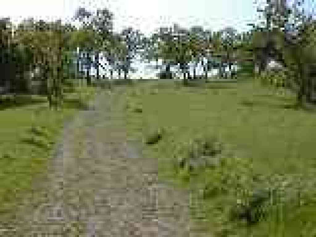 Grayfox Trail
