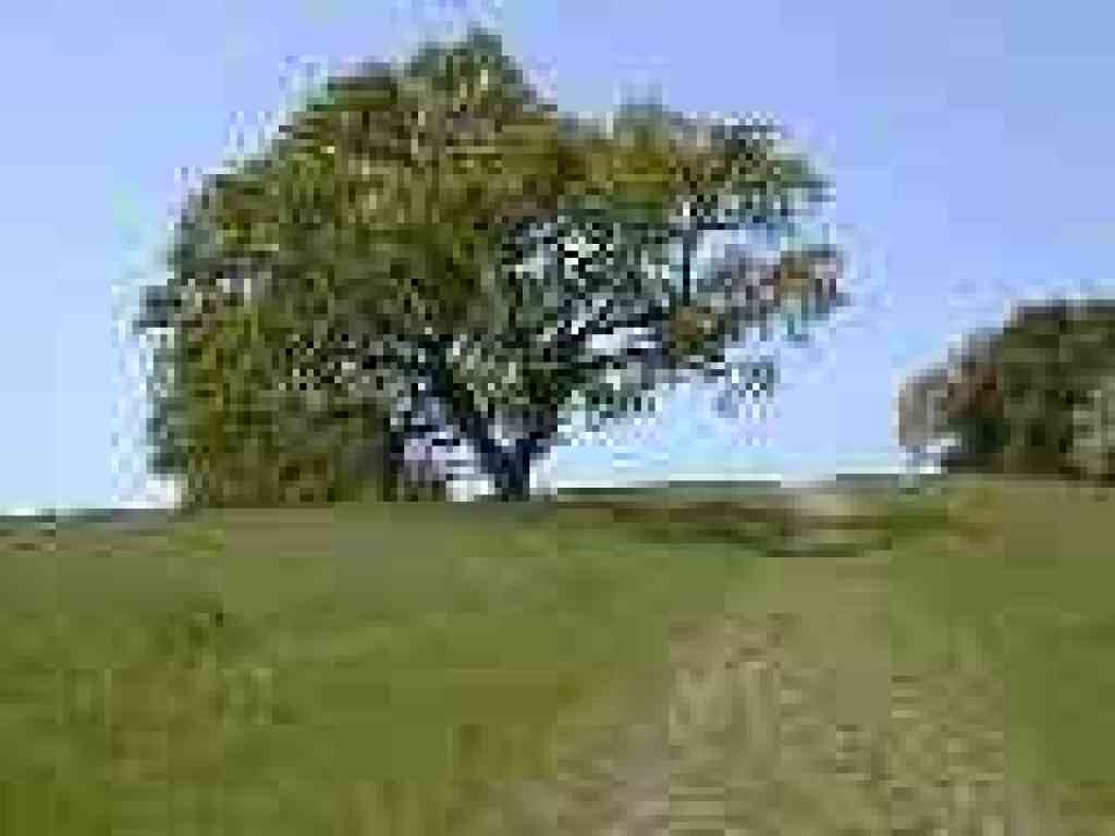 Oak and trail