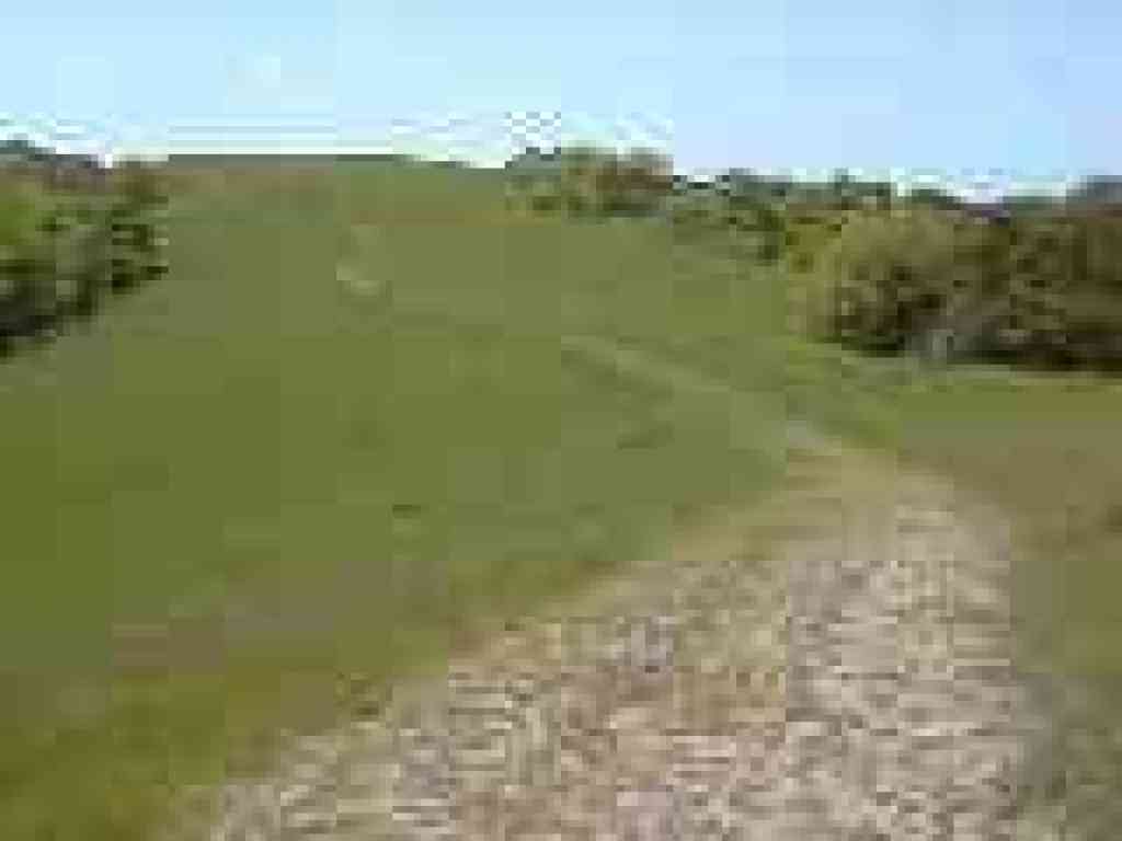 Oaks giving way to grassland
