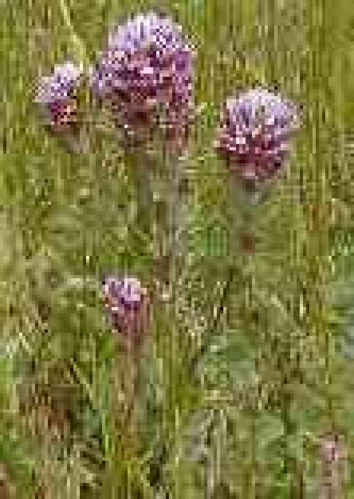 Owl's clover