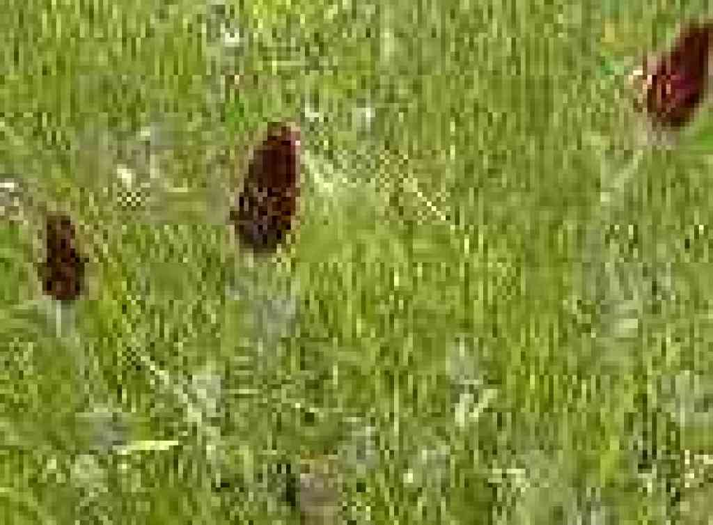 Crimson clover