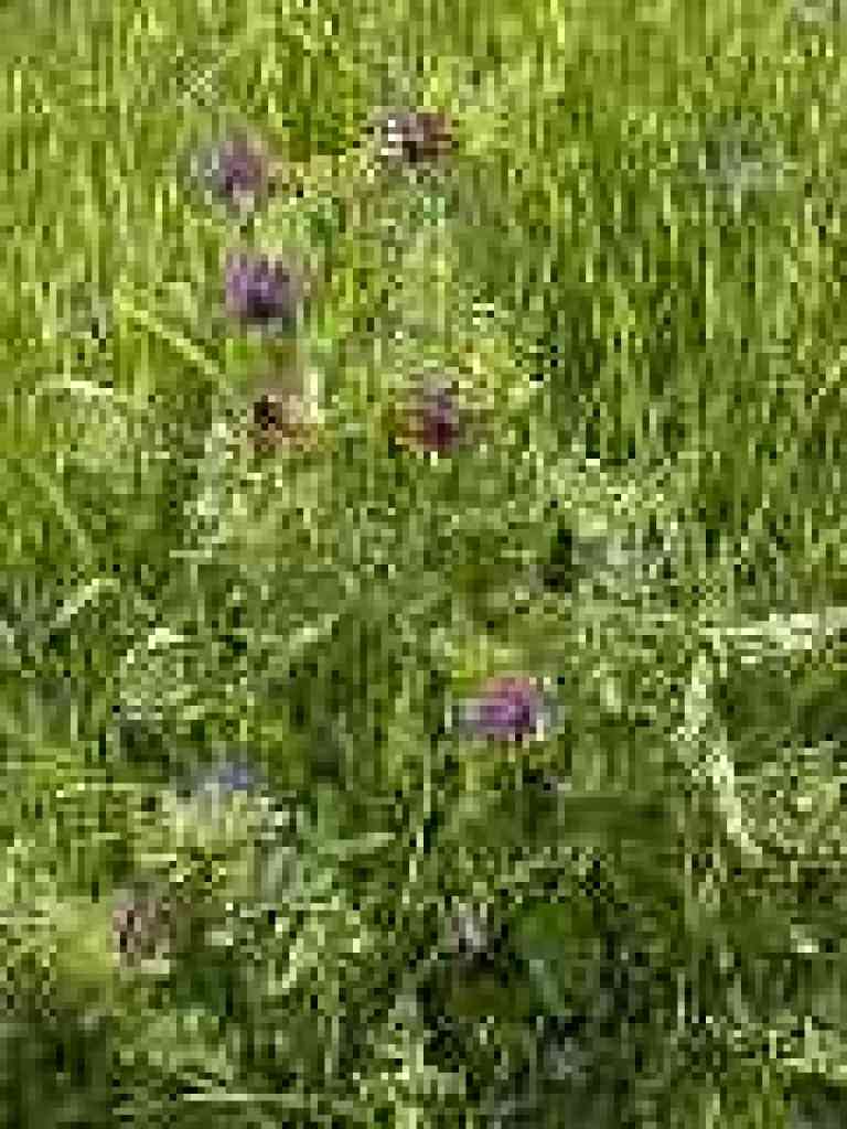 Spring vetch