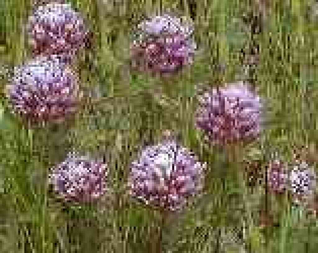 More owl's clover