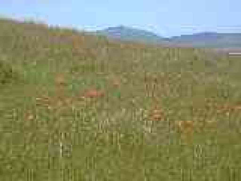 Poppies and a view to Diablo