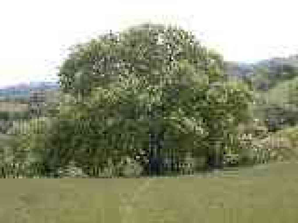 Valley oak