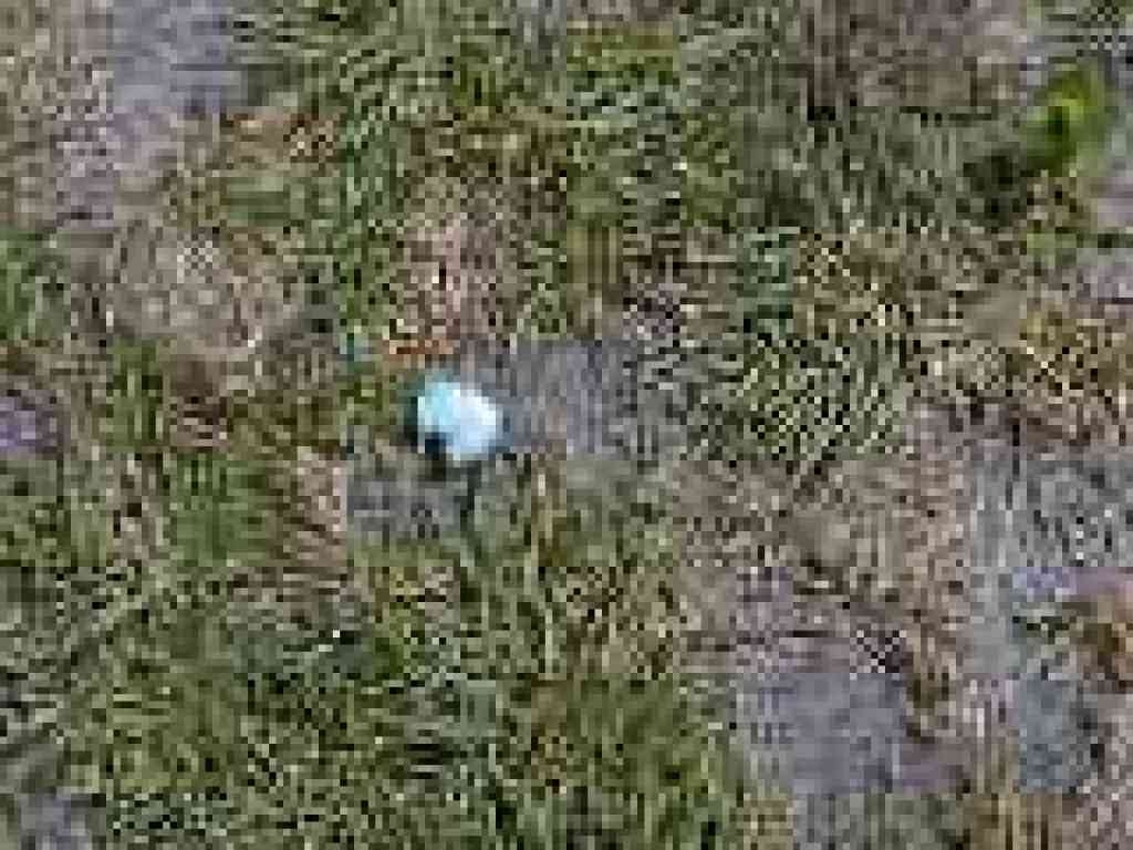 Eggshell