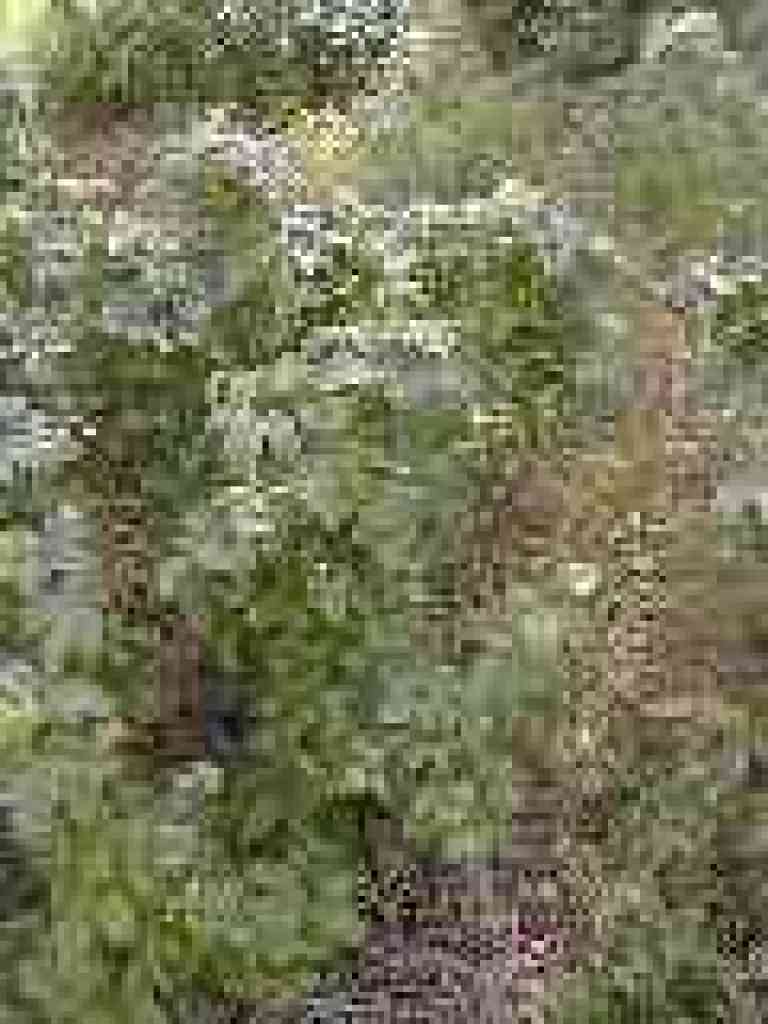 Poison oak