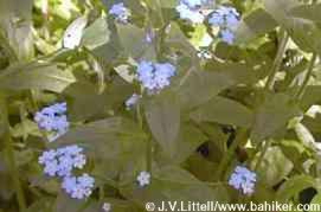 Forget me-nots