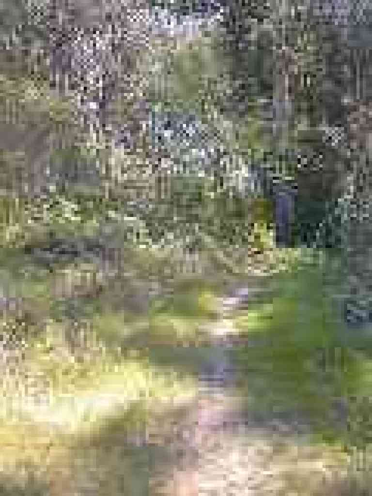 Buttercups line the path