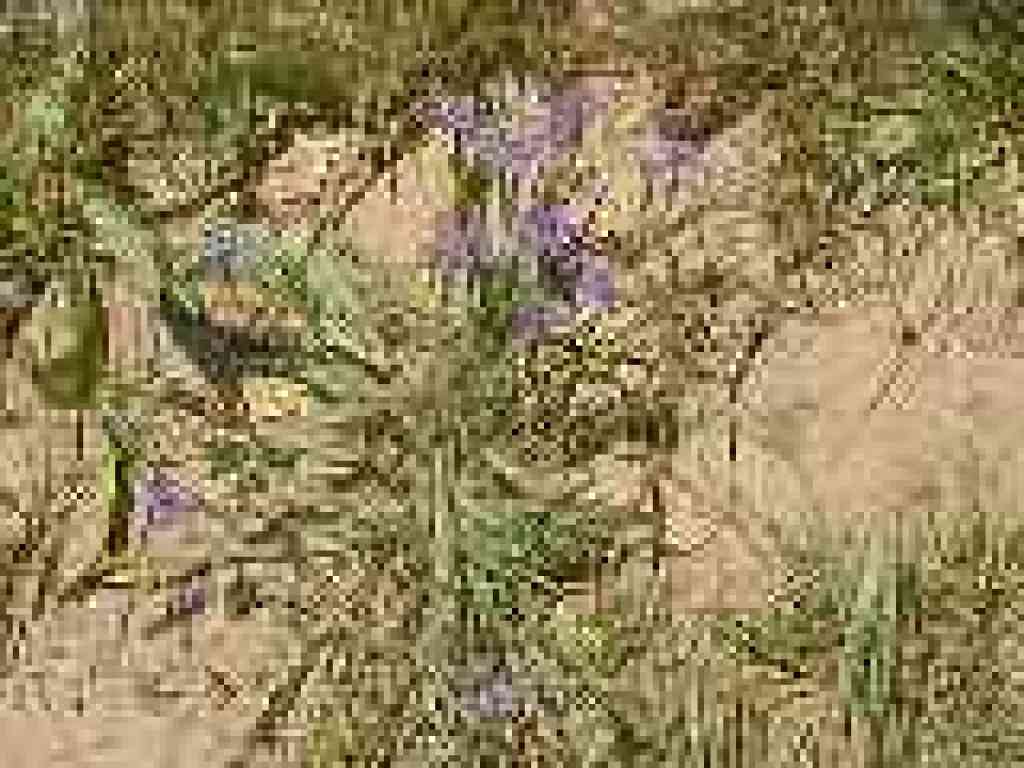 Blue-eyed grass