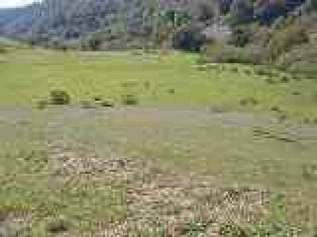 Carpet of flowers