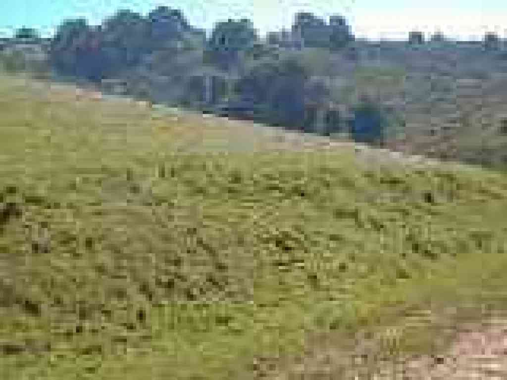 Flowers on hillside
